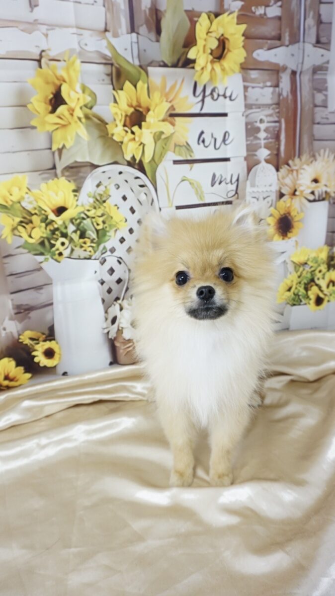 リリーちゃん