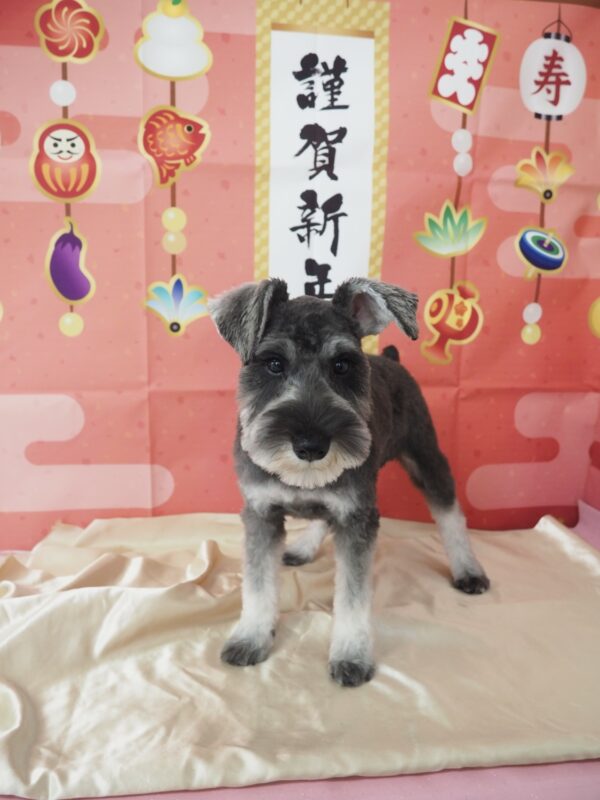 ハッピーちゃん