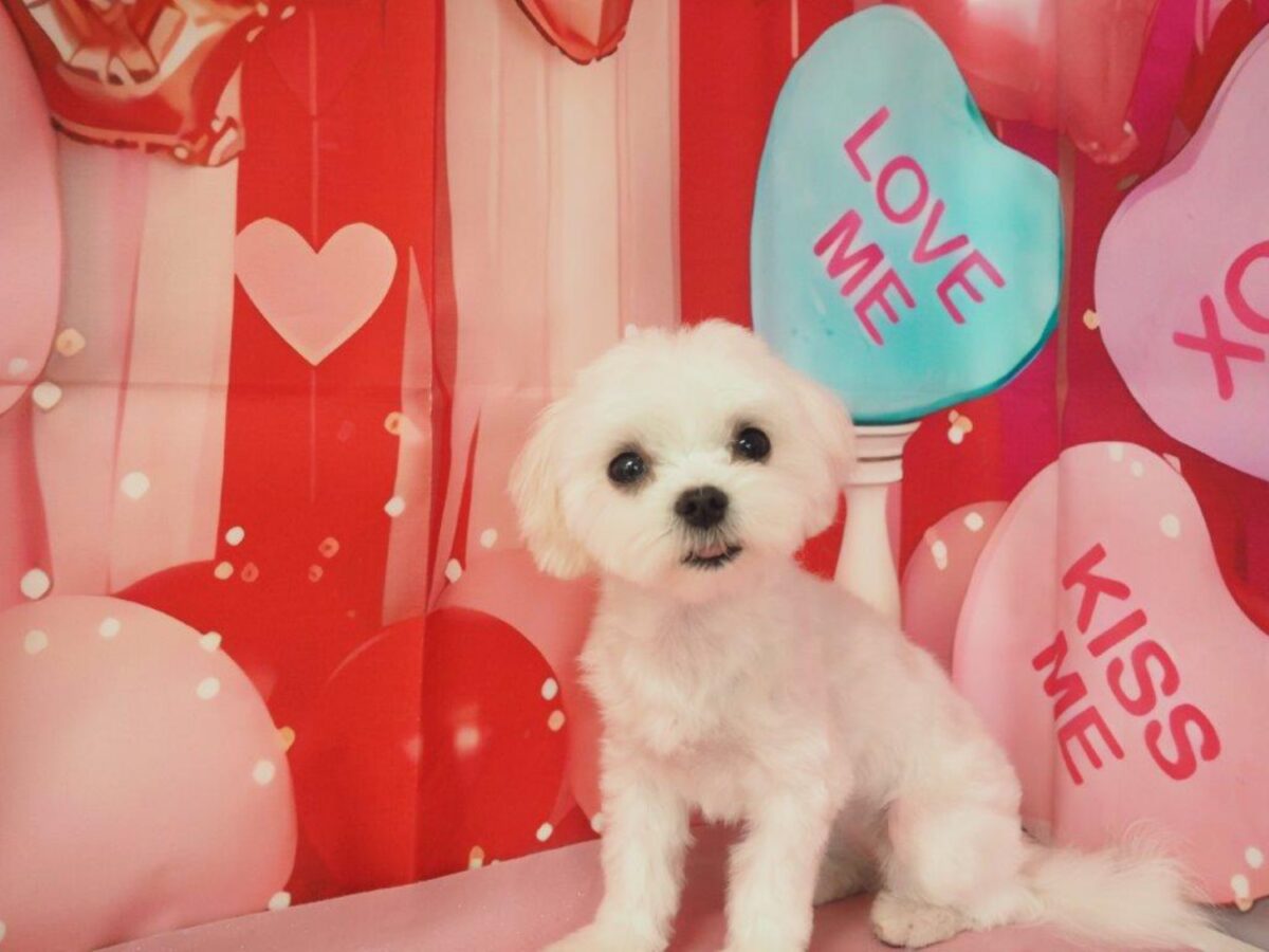 しろあんちゃん