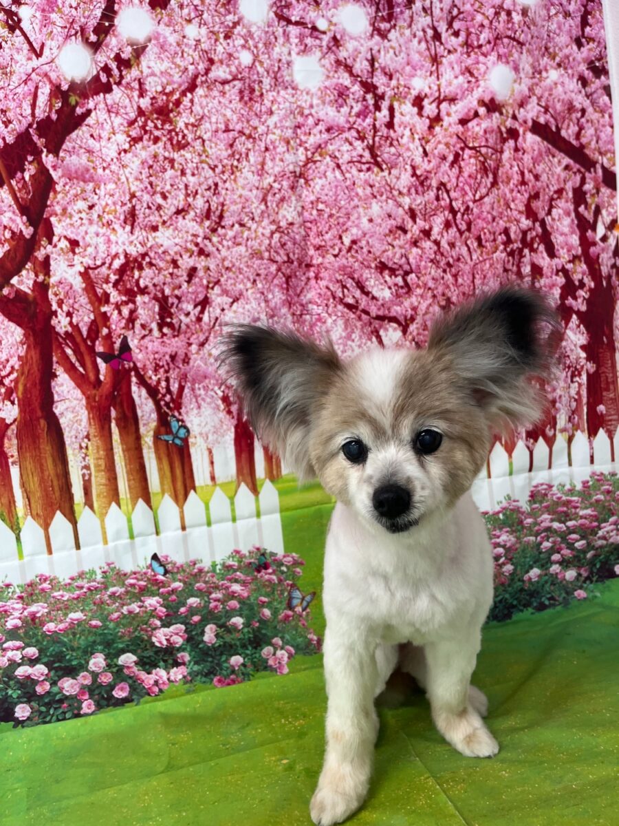 アリエルちゃん