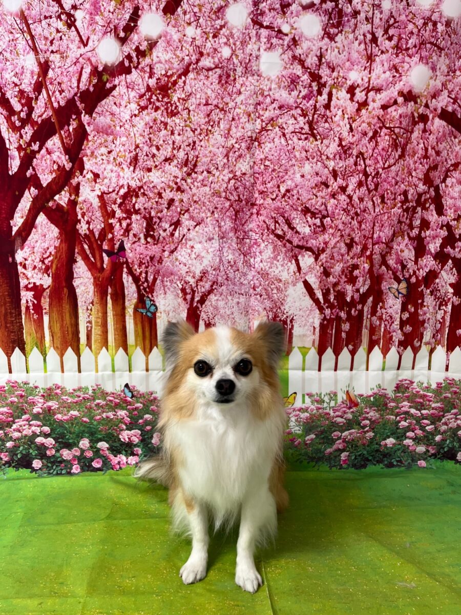 ココちゃん