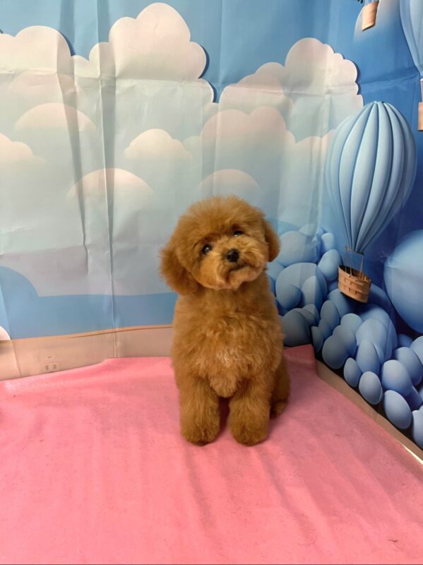 にこちゃん