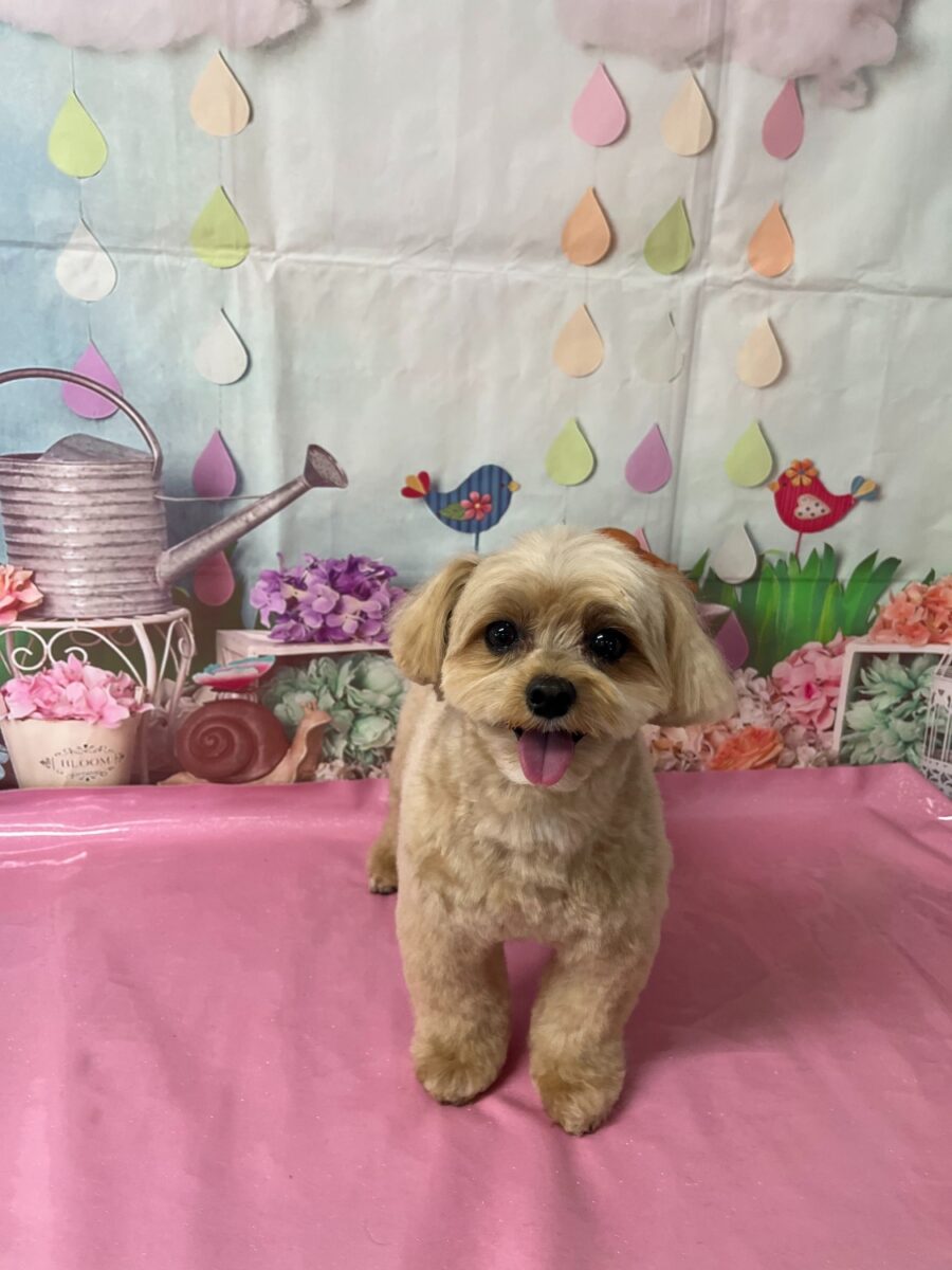 マロくん