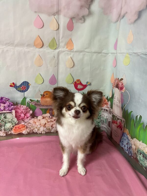 トッティちゃん