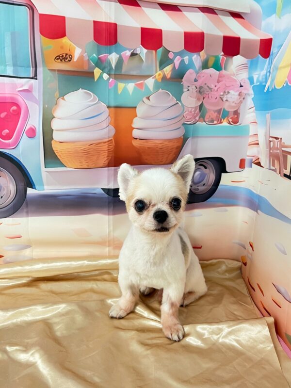 くぅちゃん