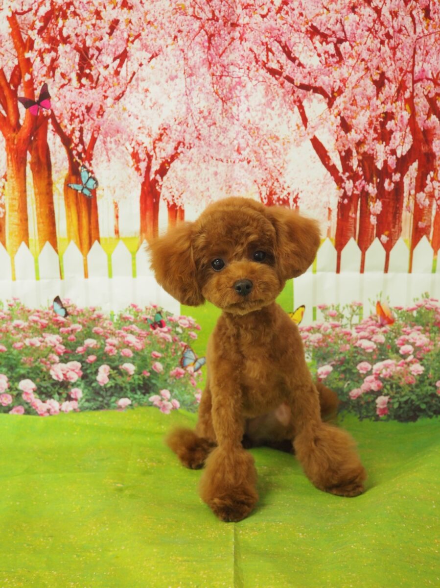 こはねちゃん