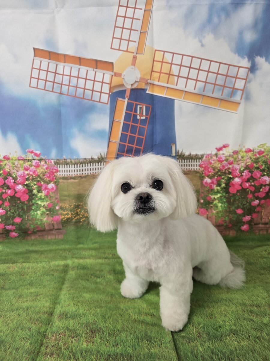 ソフィー