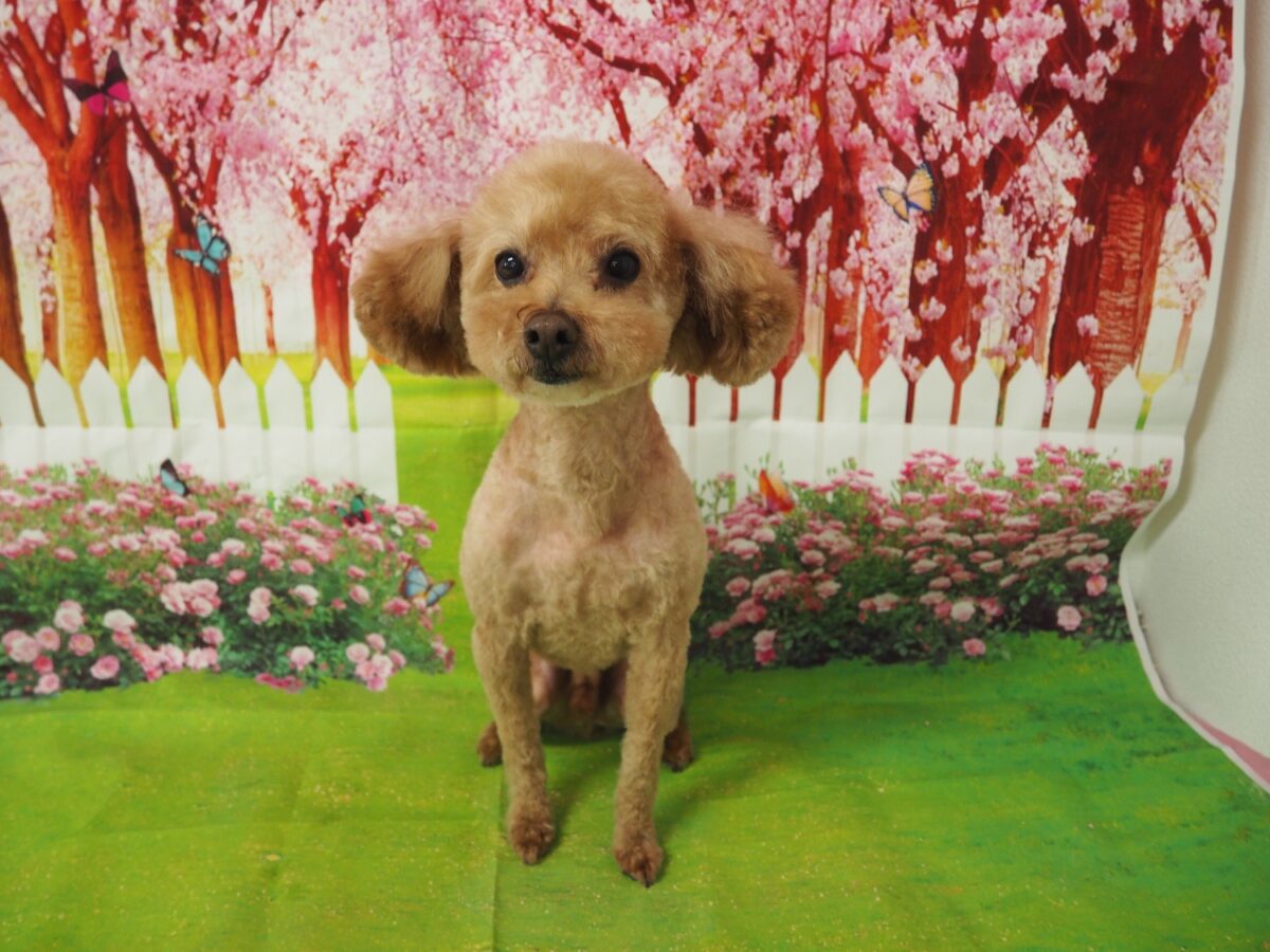 ふくちゃん