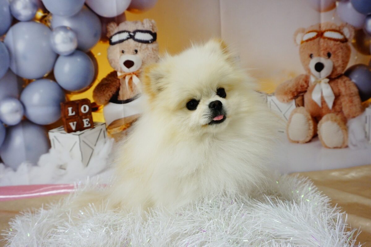 エルフィーちゃん