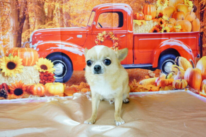 もものすけくん