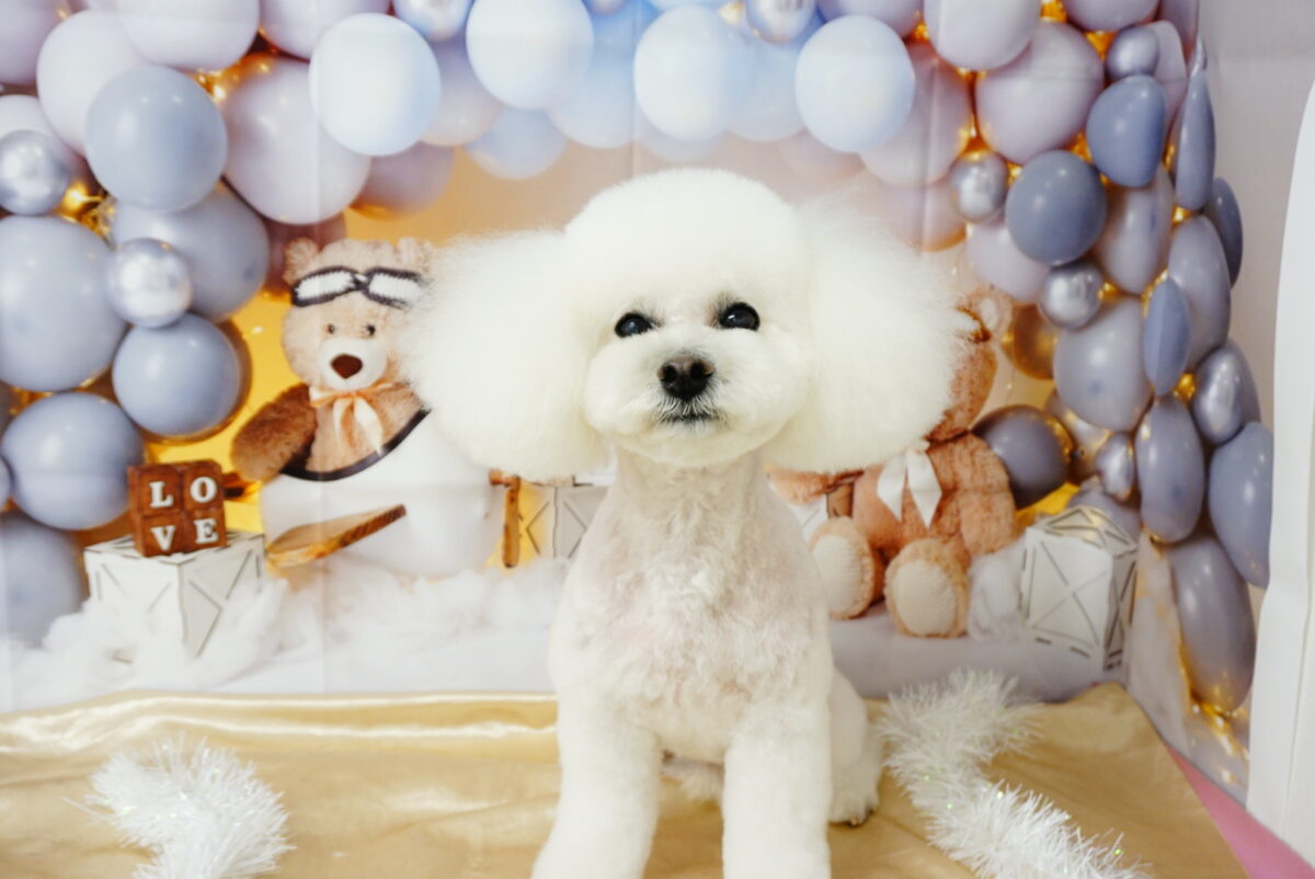 シュペットちゃん