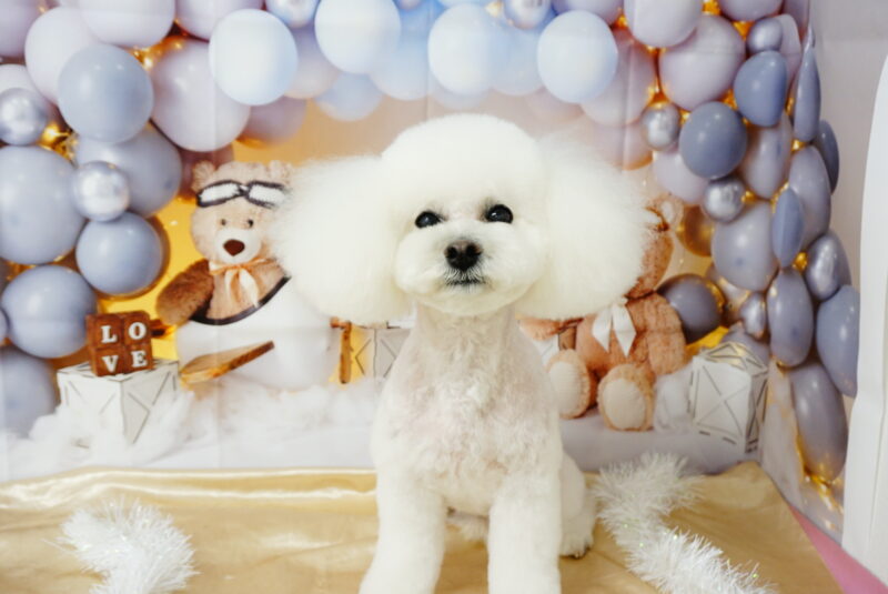 シュペットちゃん