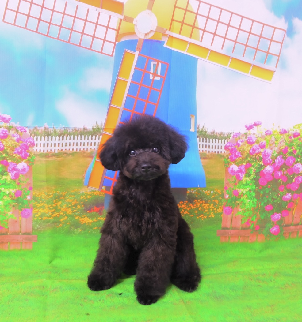 ててくん