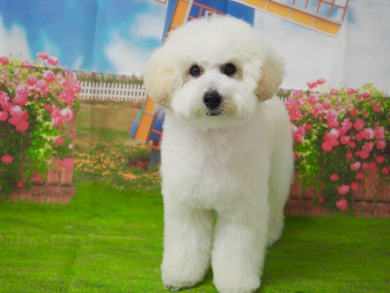 Cocoちゃん