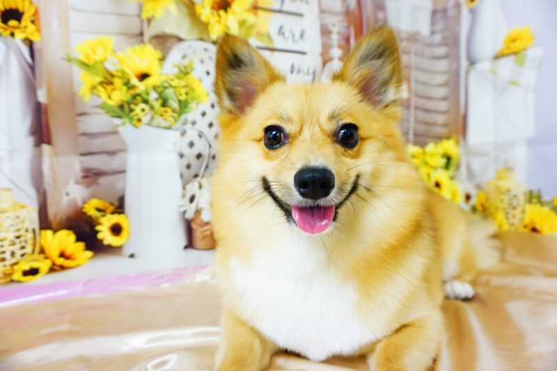 ロコくん