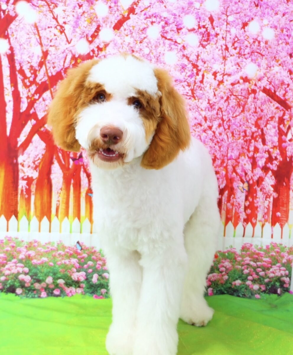 ジェイミーくん