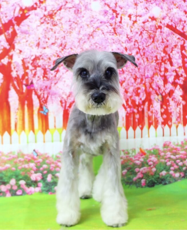 ヴィヴィちゃん