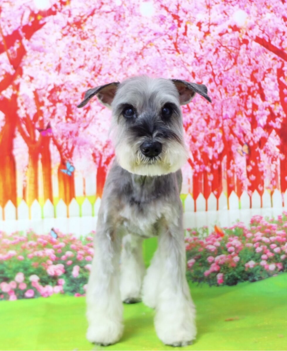 ヴィヴィちゃん