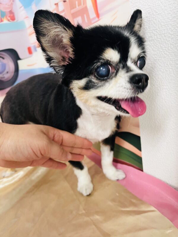 ラテちゃん