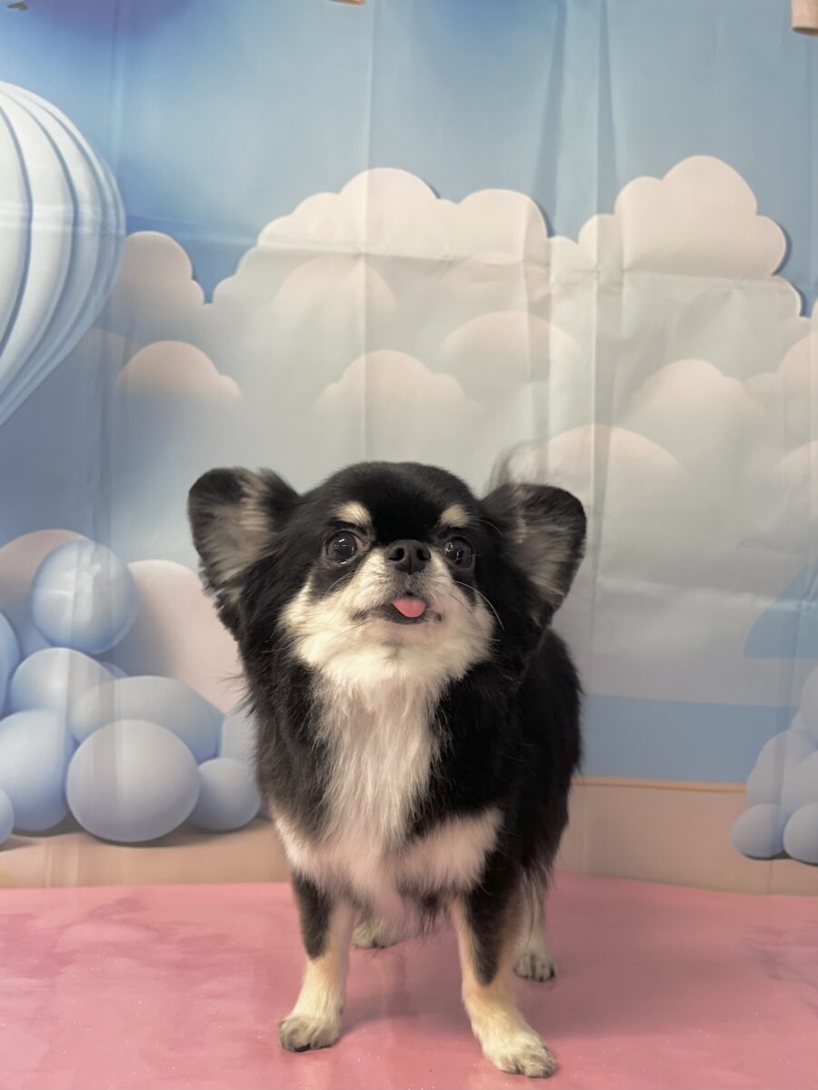 ひなたくん