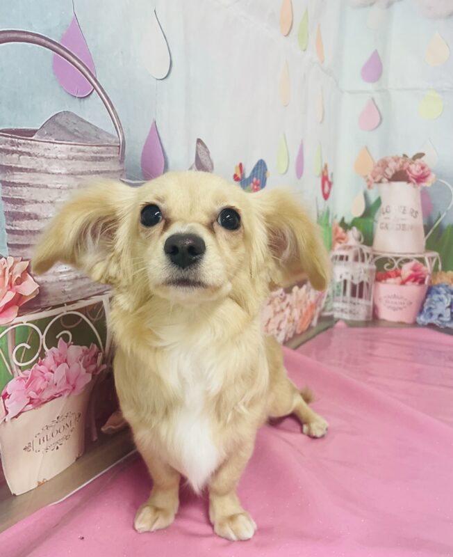 きなこちゃん