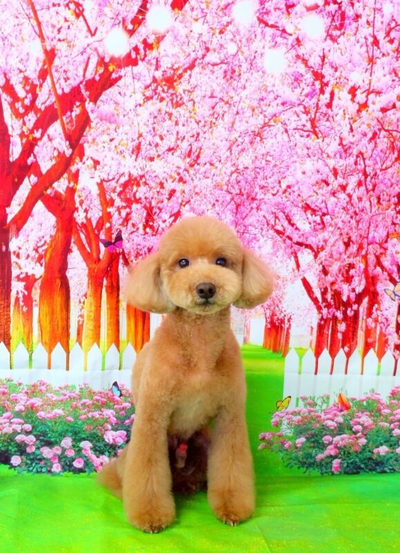 Rudyくん