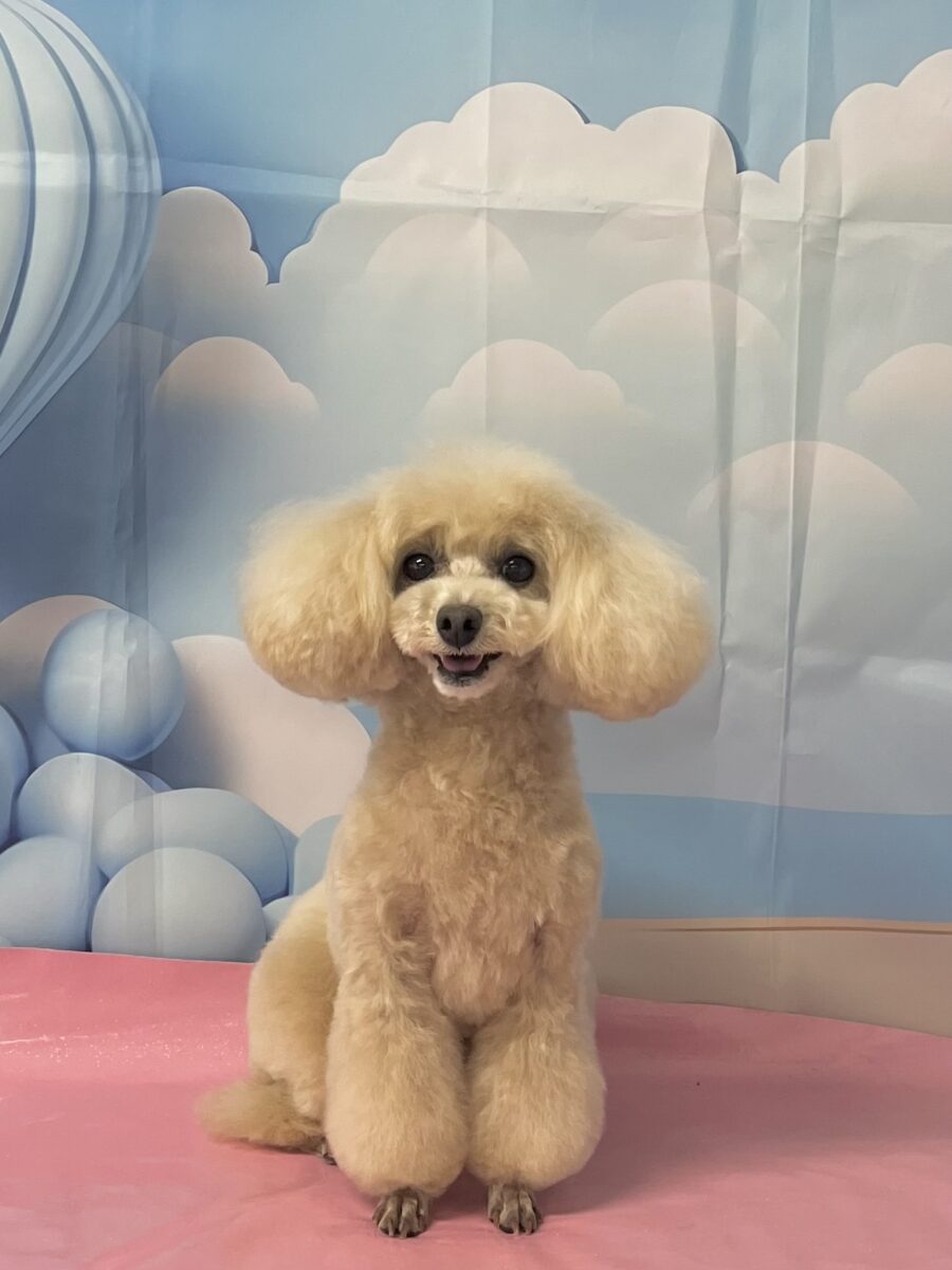 ちゅんちゃん