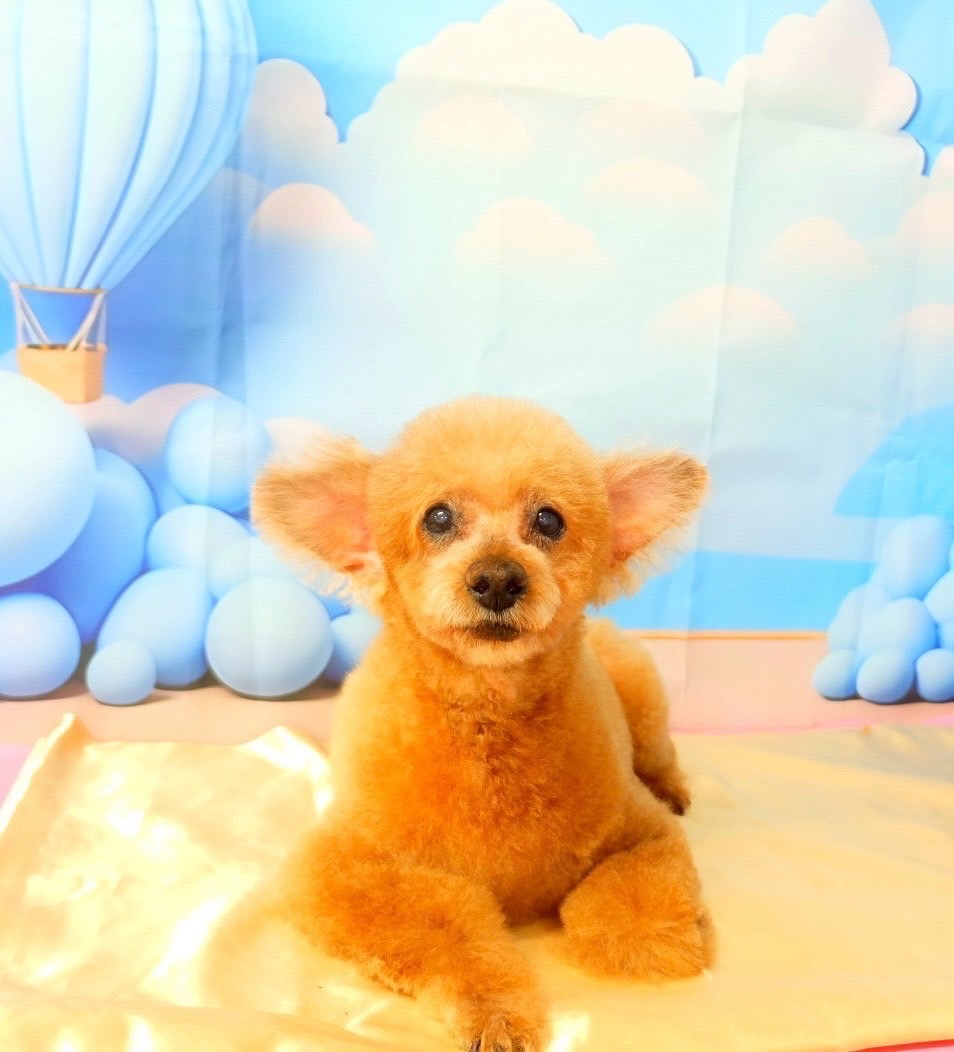 チャオちゃん