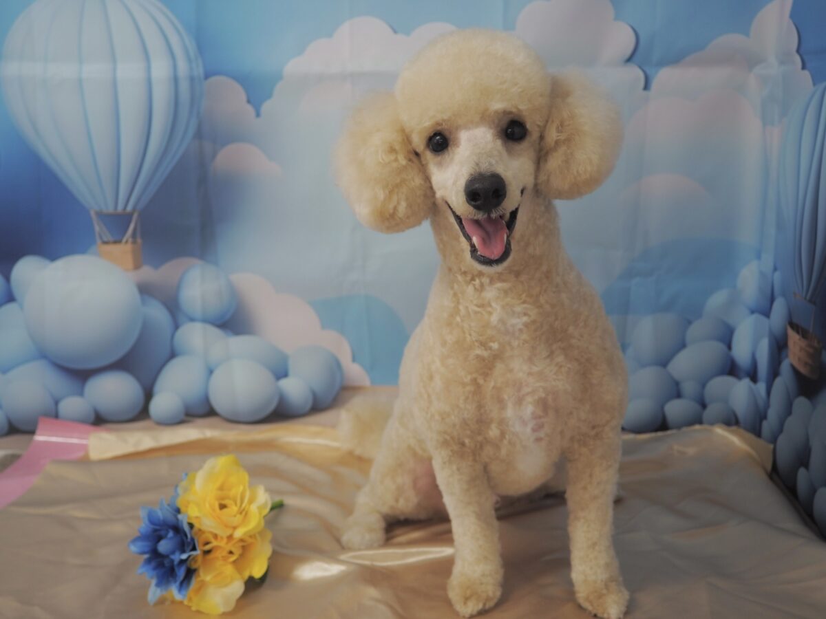 ルークくん
