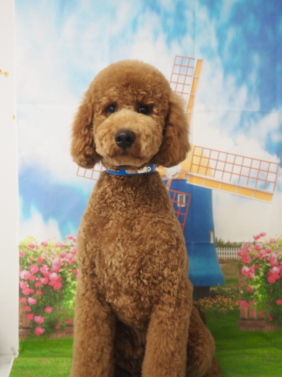 ルイくん