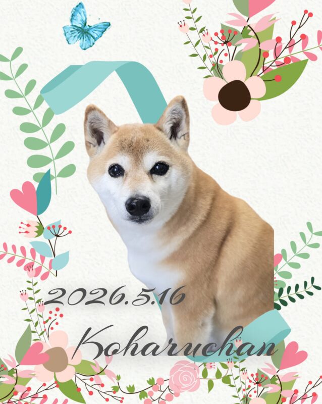 こはるちゃん