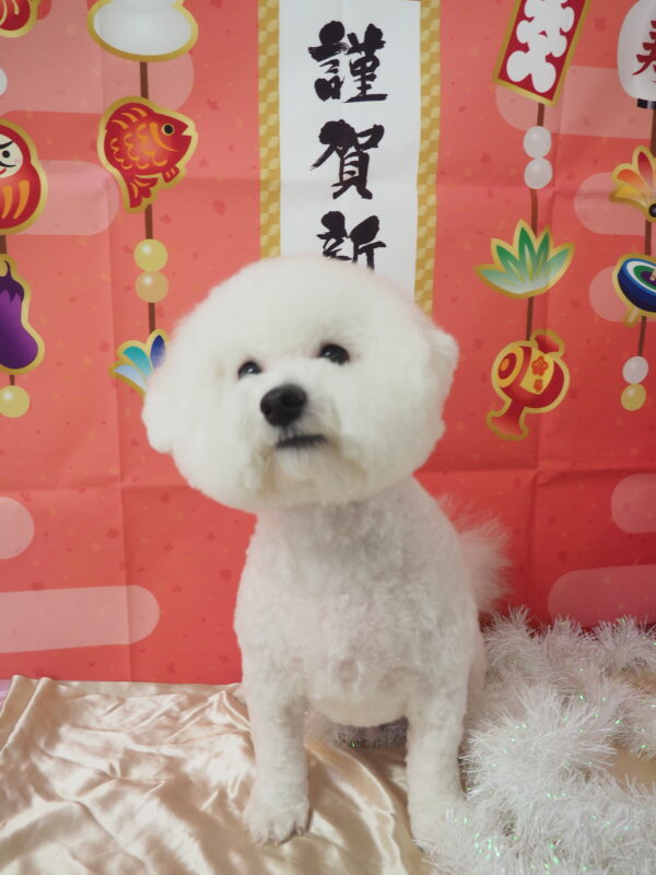 シャンプーくん